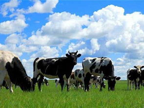 牛初乳含有什么营养成分